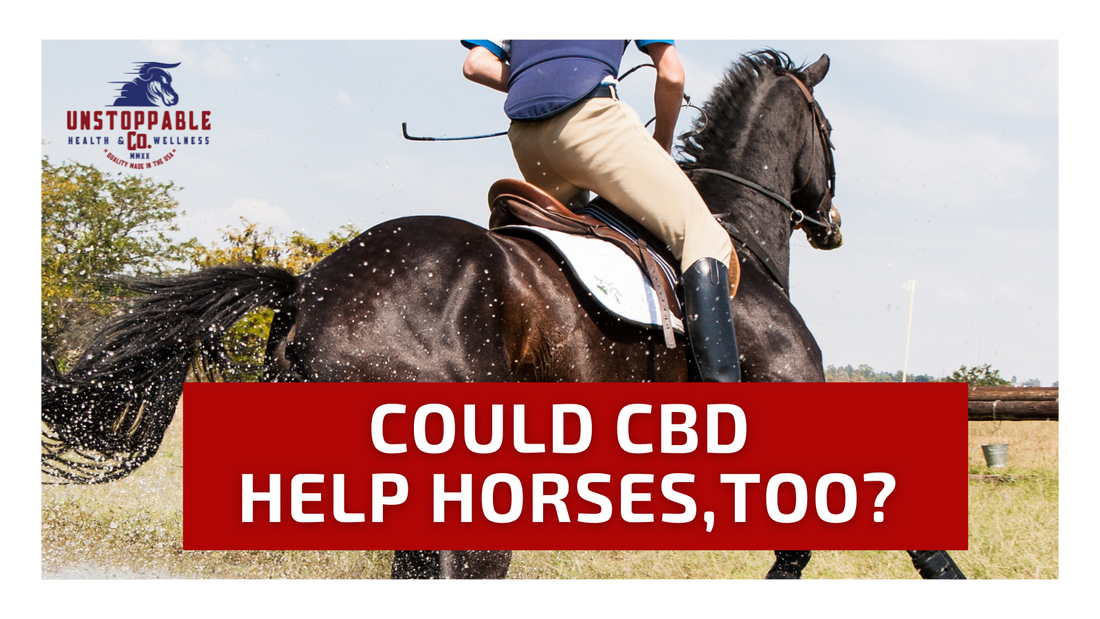 Could CBD Help Horses