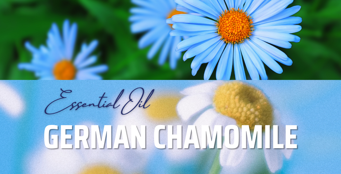 German Chamomile Flower Oil
