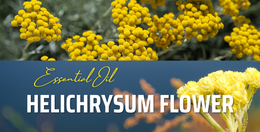Helichrysum Flower Oil