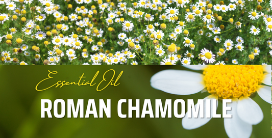 Roman Chamomile Flower Oil