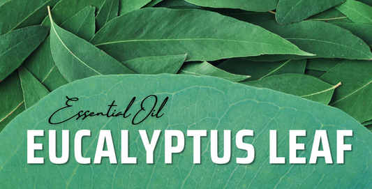 Eucalyptus Leaf Oil