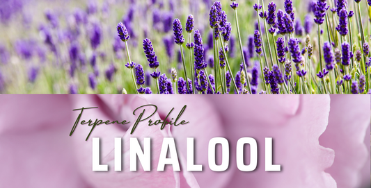 Terpene Profile: Linalool