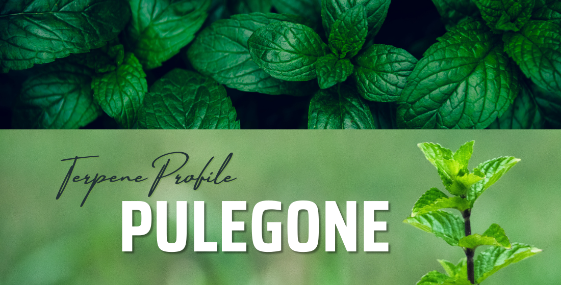Terpene Profile: Pulegone