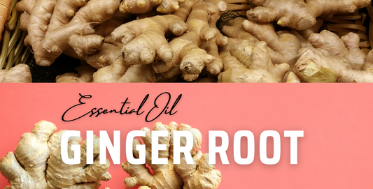 Ginger Root Oil