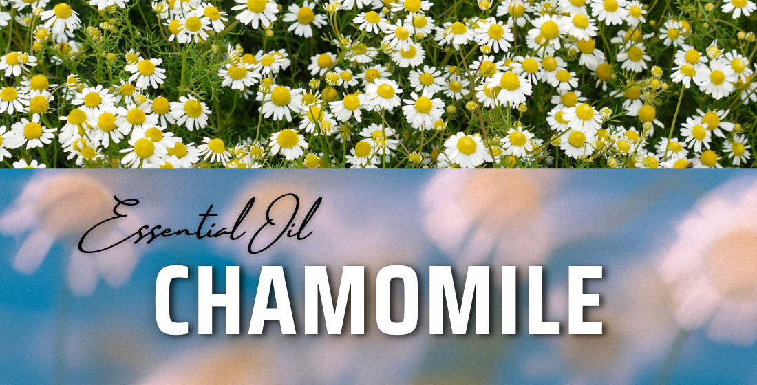 Chamomile Extract