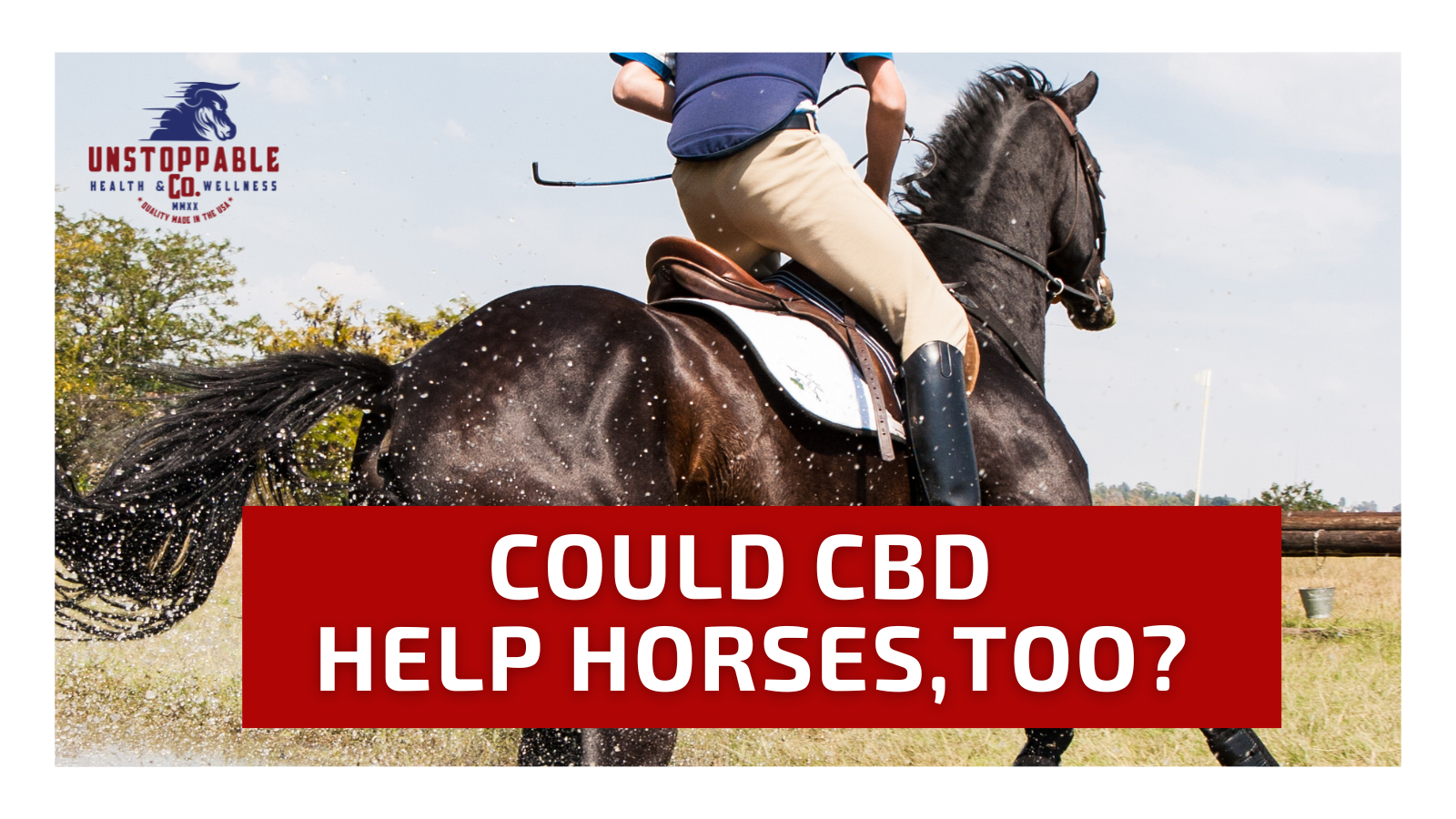 Could CBD Help Your Horse, Too?