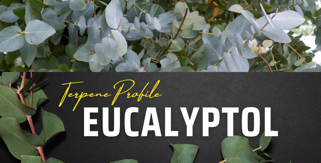 Terpene Profile: Eucalyptol