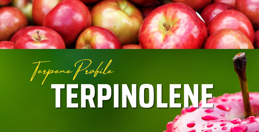 Terpene Profile: Terpinolene