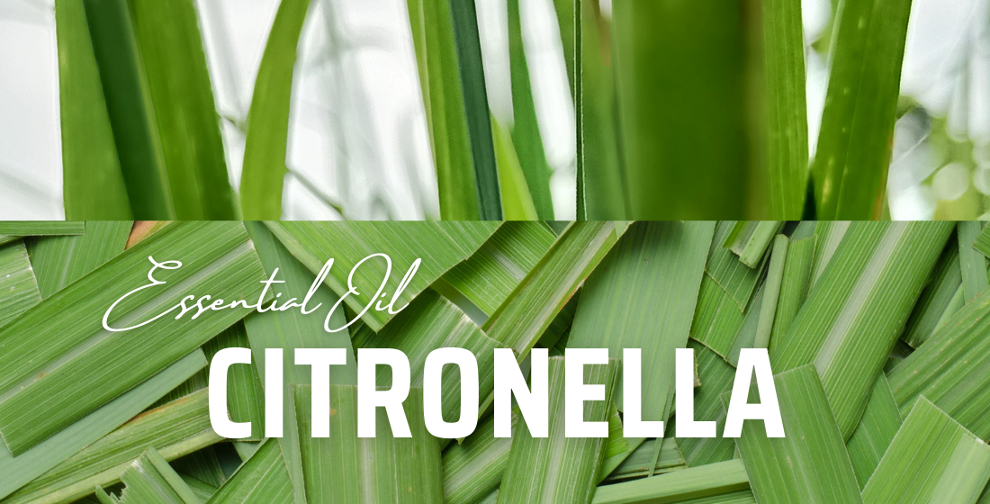 Citronella Oil