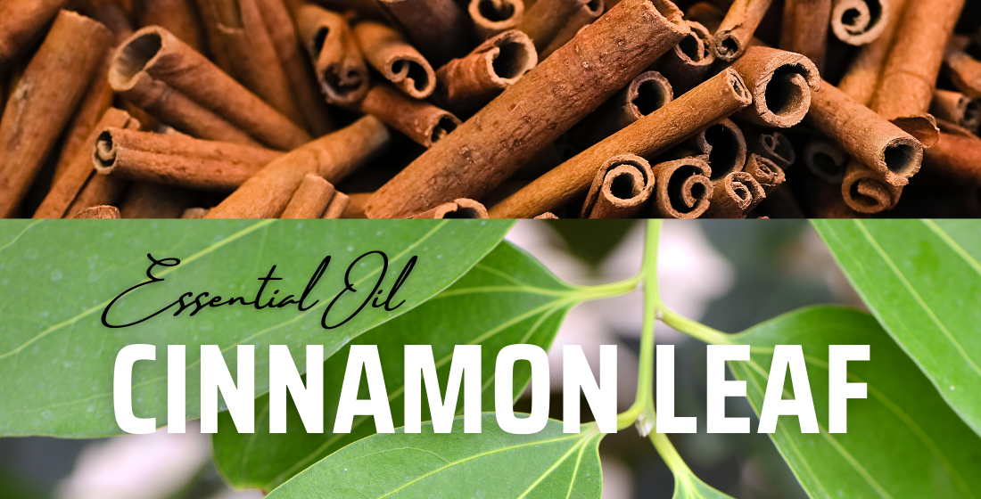 Cinnamon Leaf Oil